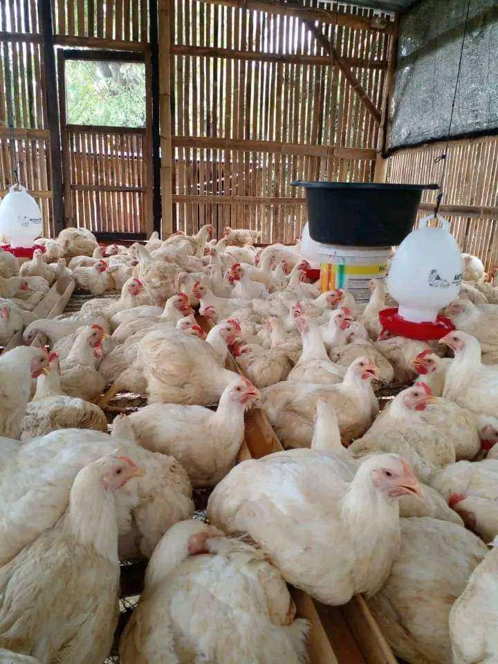 Bisnis Ayam Potong: Peluang Menjanjikan di Dunia Perdagangan Daging
