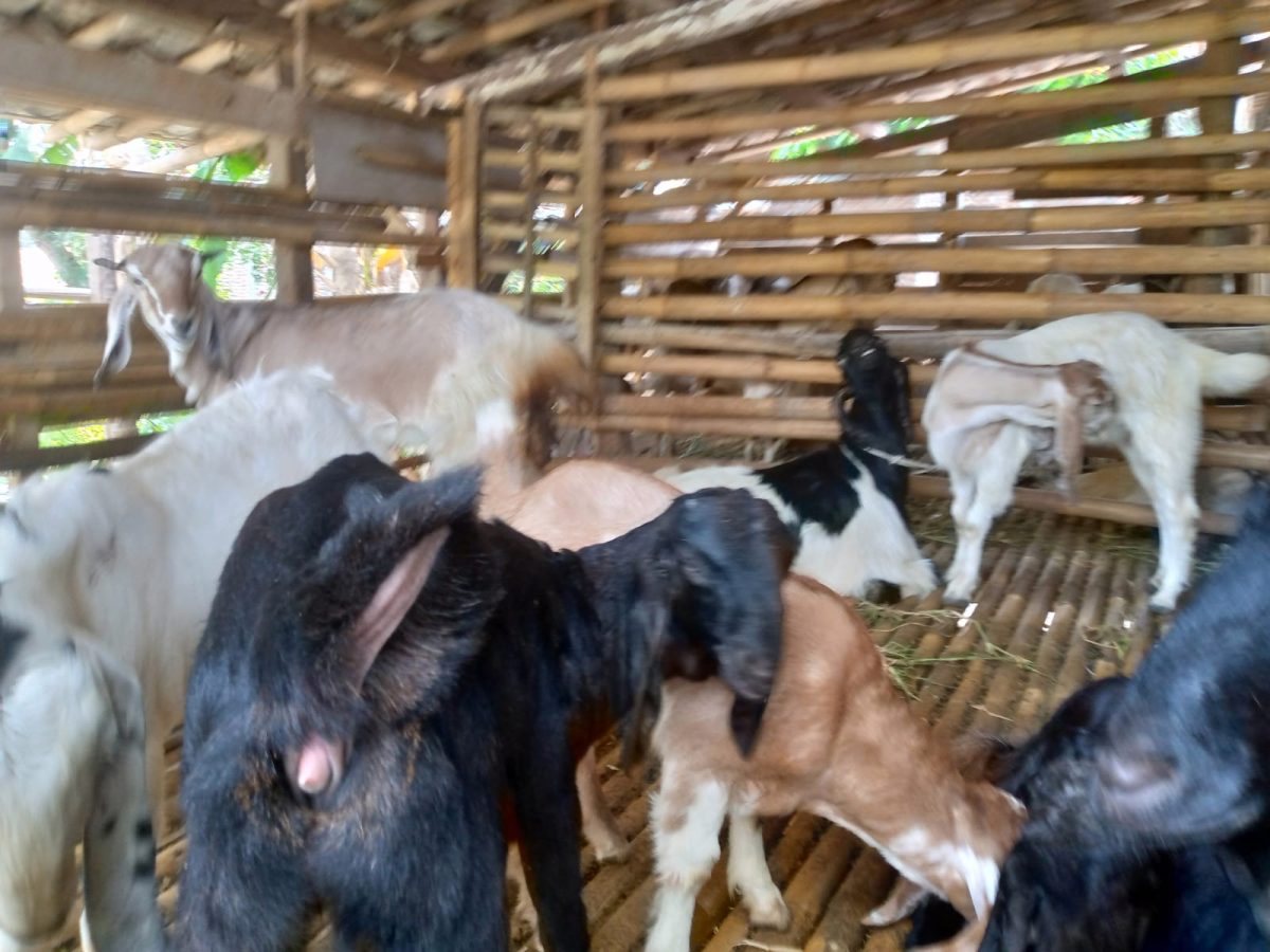 Peluang dan Strategi Sukses dalam Bisnis Jual Beli Kambing