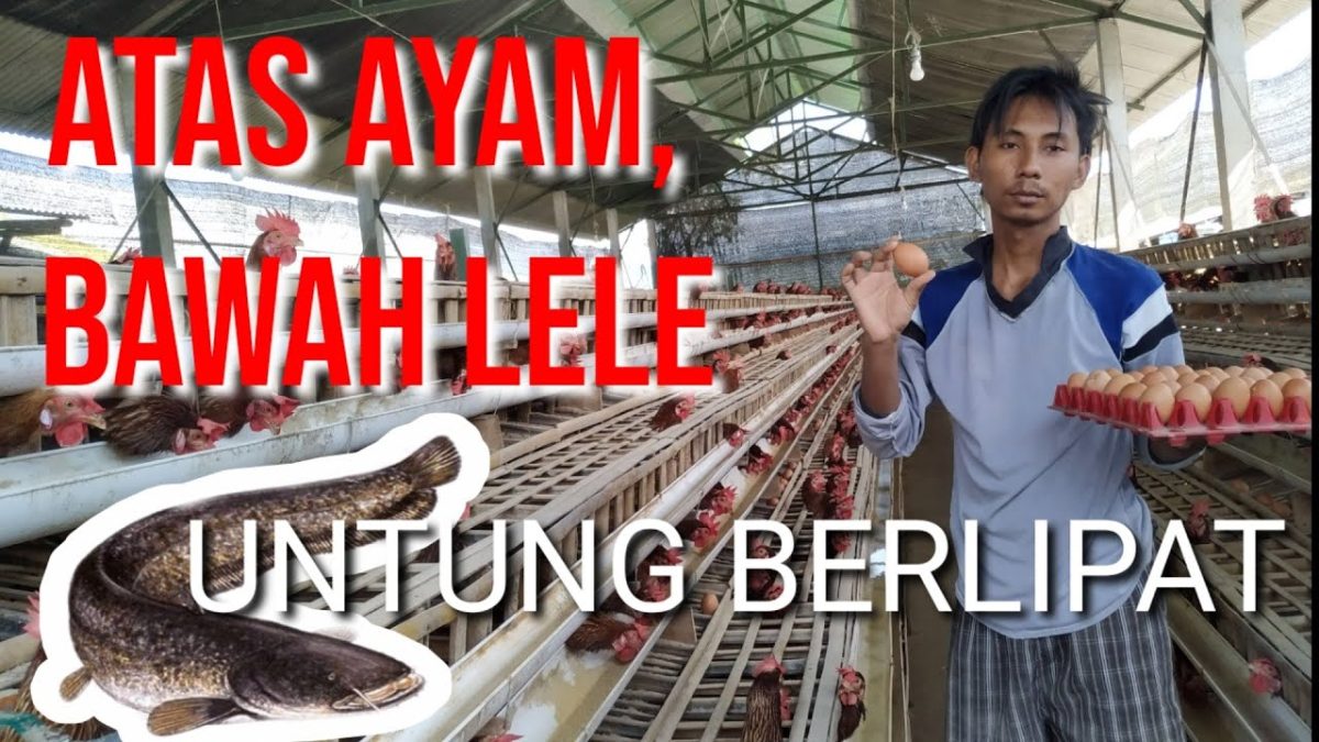 Bisnis Ayam Petelur di Bawah Kolam Lele: Peluang Cuan Maksimal di Area Ramai